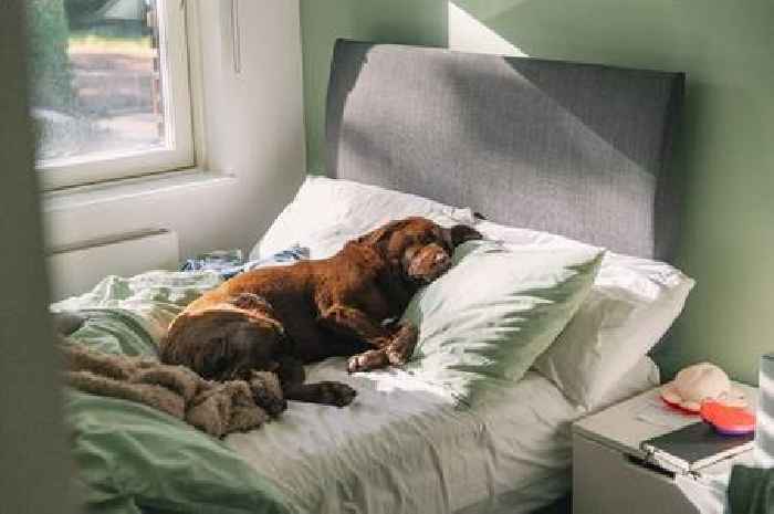 Dog lover says pet's favourite sleeping position tells 'secrets' about their personality