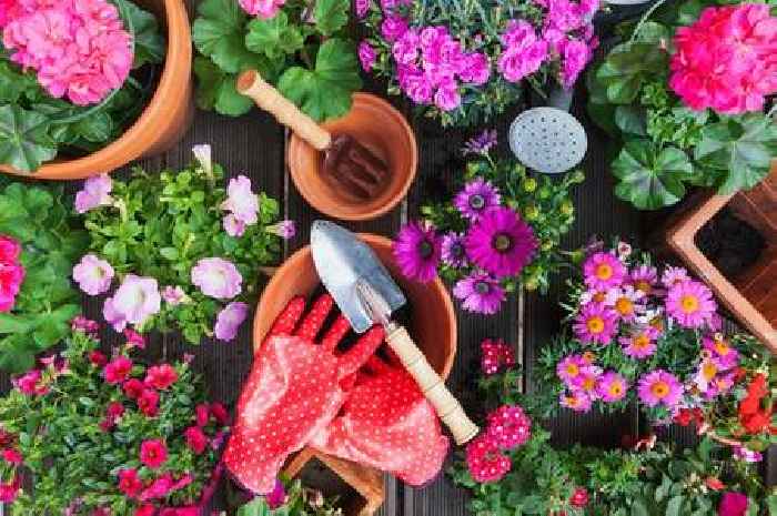 10 flowers to plant that barely need watering and are perfect for lazy gardeners