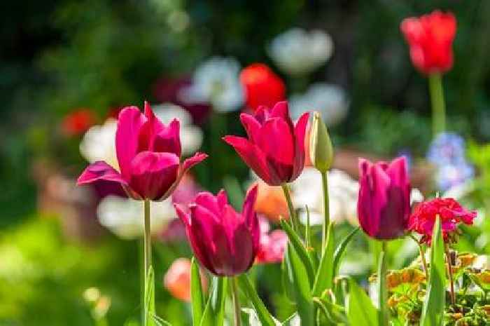 Monty Don says 'do this job' this month for super blooms next year
