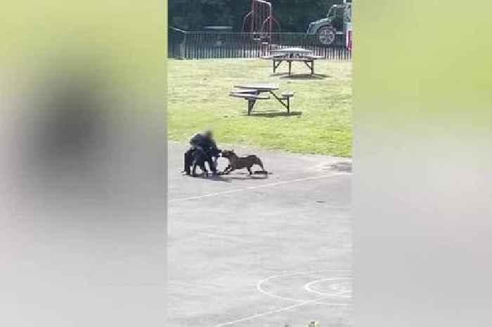 'Out of control' dogs maul two men in broad daylight during horror park attack