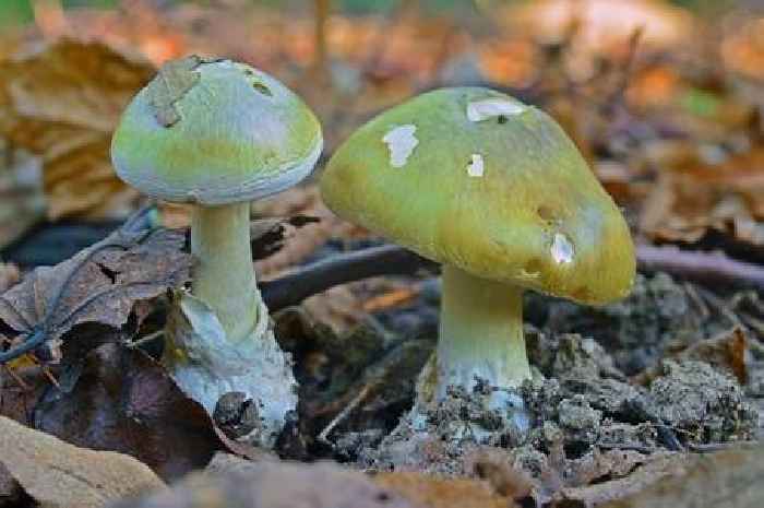 What happens when you eat death cap mushrooms after woman 'poisons ex's family'