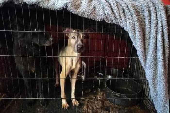 Woman starved three dogs at Glasgow home as animals found 'terrified'