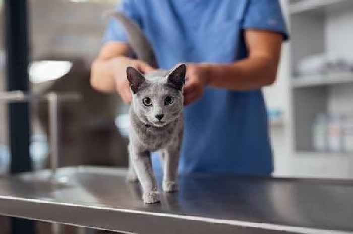 'I'm a vet – doing these three things could help your cat live longer'