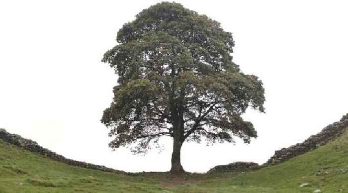 Footage of alleged moment Sycamore Gap tree was felled shown to jurors