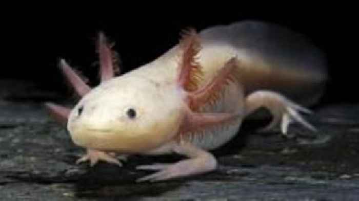 Endangered axolotl release raises hopes for rare amphibian