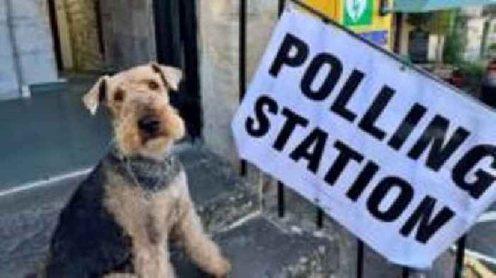 Local elections 2025: Dogs at polling stations