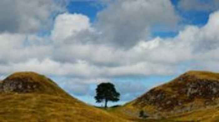 Man accused of felling Sycamore Gap tree told police he was framed in feud