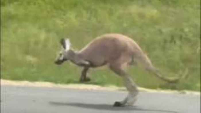Watch: Runaway kangaroo closes stretch of Alabama interstate