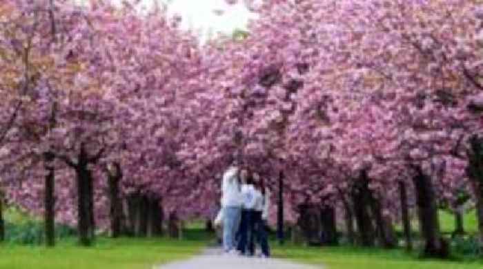 Blossoms 'rival Japan' as visitors flock for photos