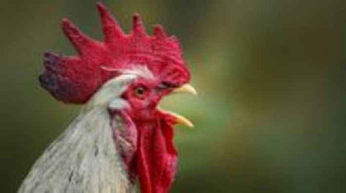 Man told to pay more than £3k over noisy cockerel