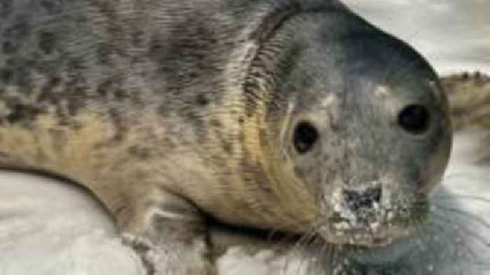 RSPCA appeals for salt to help treat injured seals