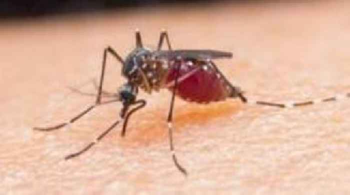 Mosquitoes in Scotland as far north as Shetland