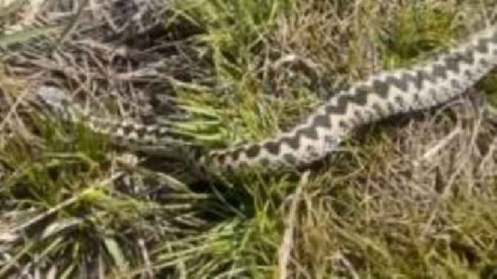 Warning after UK's only venomous snake spotted