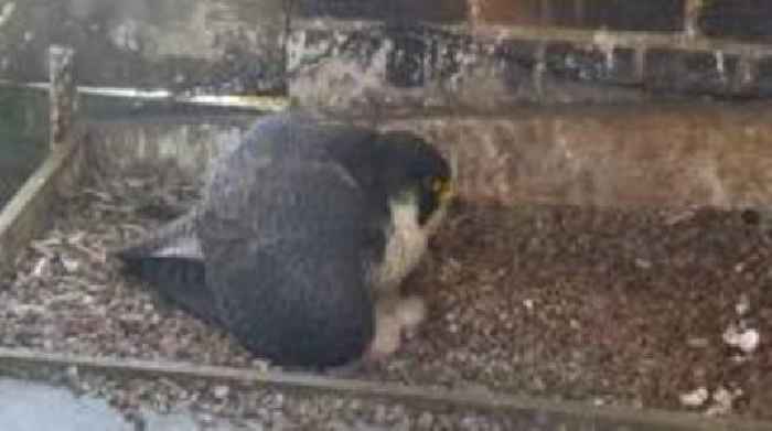 Four peregrine falcon chicks hatch at town hall