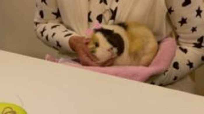 Guinea pig visits proving a hit with library group
