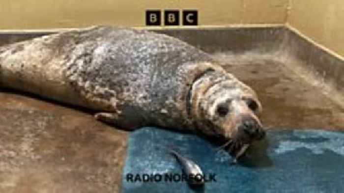 Salt needed: RSPCA appeal for injured seals