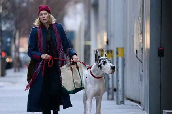 The Friend review: Naomi Watts stars in celebration of pets