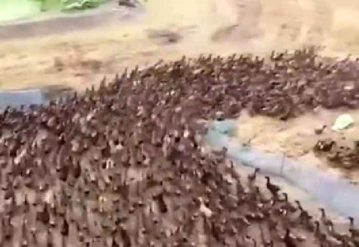 Hell Yeah, Watch These 10,000 Ducks Enter a Rice Paddy to Eat Bugs