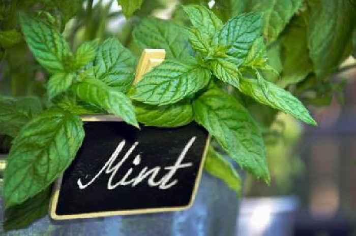 Gardeners given warning over 'sneaky' herb that can 'invade' your space