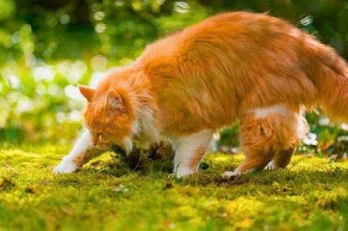 Natural item that will stop cats from coming into your garden