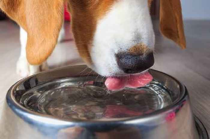 Vet nurse begs dog owners to 'never' let pets drink from this type of bowl