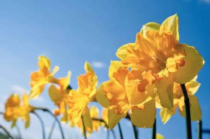 Alan Titchmarsh's easy method for 'tatty' daffodils so they continue to flower
