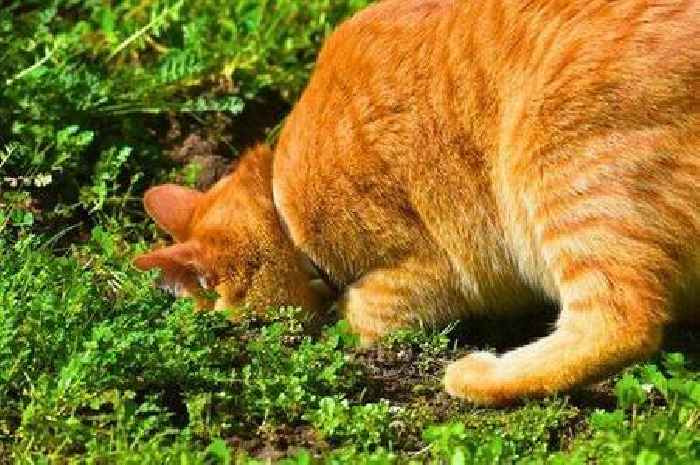 Cats will stop digging up plants if you place one simple item around your garden