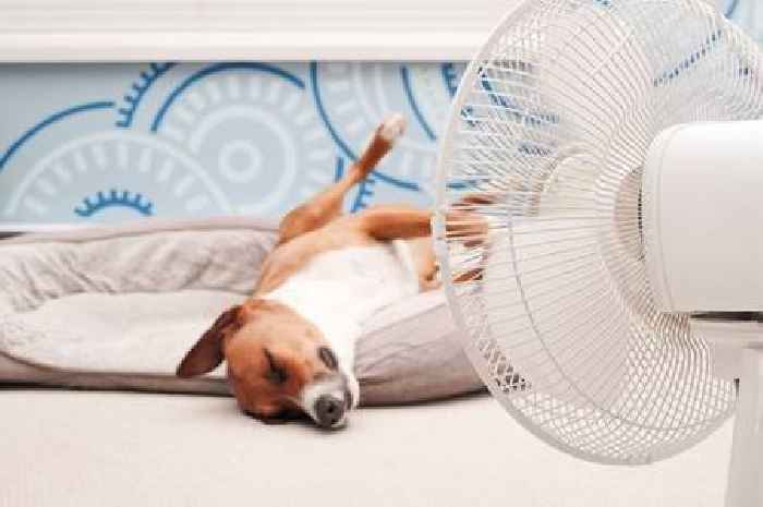 'Best' way to keep your dog cool in hot weather and it only requires one thing