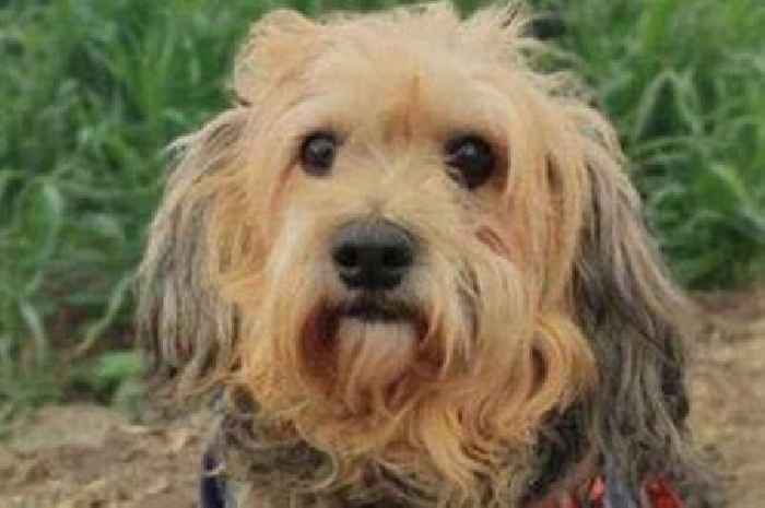 Dog trapped in bird cage who 'cried with fear' looking for forever home