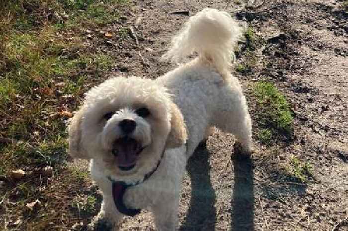 Surrey Police urge people to call 999 if they see a 'dog in distress' during 28C heat