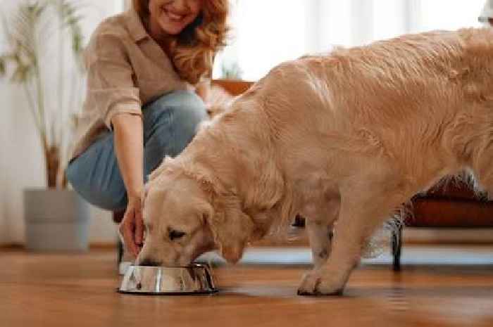 Vet issues warning to all dog owners who feed their pets raw food