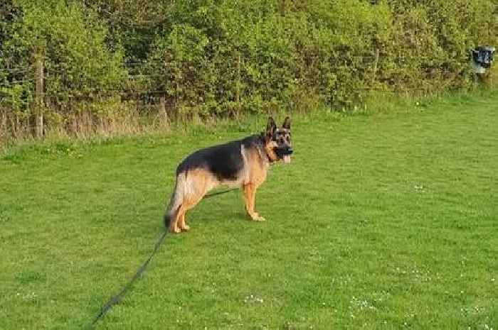 'We managed to escape somehow' Pet owners warned after spike in dog attacks in Cambridgeshire town