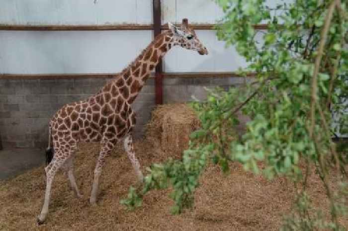 Blair Drummond Safari Park welcomes new giraffe Noinin
