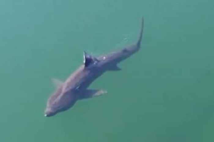 Family capture stunning footage of shark 100m from Scots beach