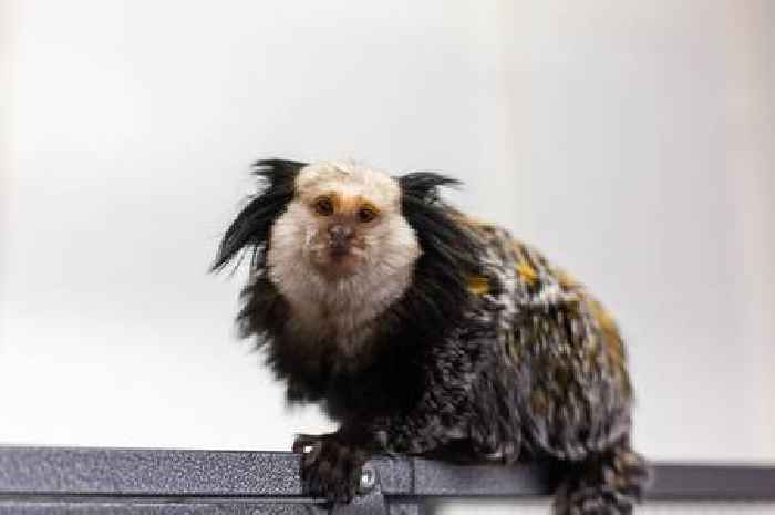 Monkey found in Scots home being kept as 'novelty' pet in bird cage