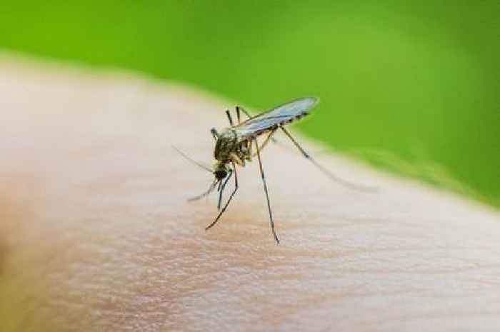 Mosquitoes found across full length of Scotland thanks to citizen science project