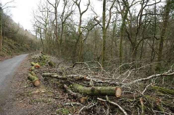 Perth and Kinross Council to begin £2.2 million project to tackle ash dieback disease