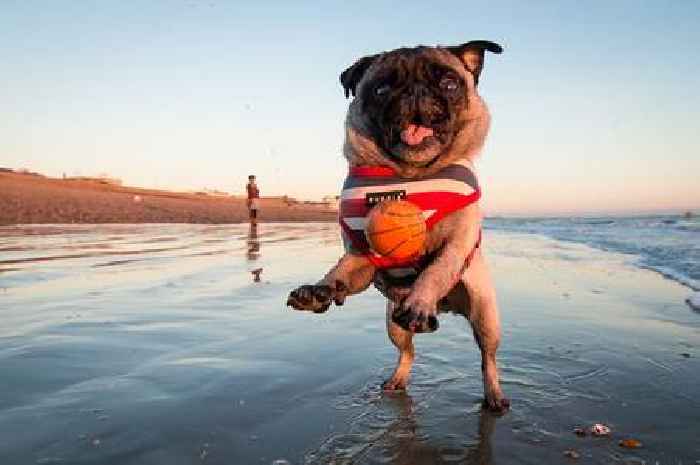 Six Scottish beaches you can't take your dog to from today as restrictions introduced