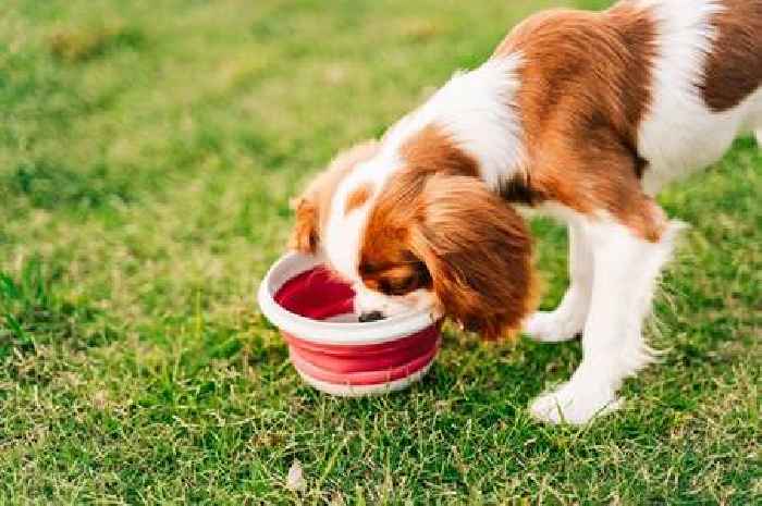 The one type of dog bowl you should never let your pet drink from, expert warns