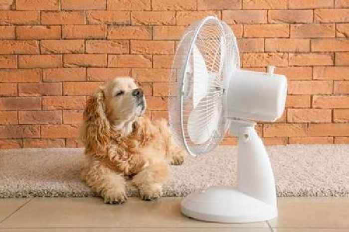'I'm a vet and these are five tips to keep your pets safe in a heatwave'