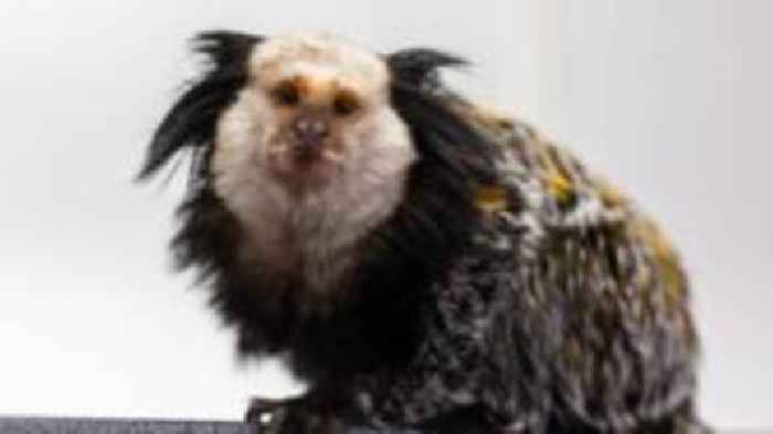 Monkey addicted to marshmallows rescued from pet trade