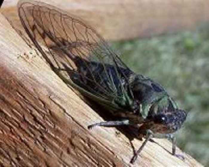 Seventeen years later, Brood XIV cicadas emerge in US; UK scientists fear insect loss as car bug splats fall