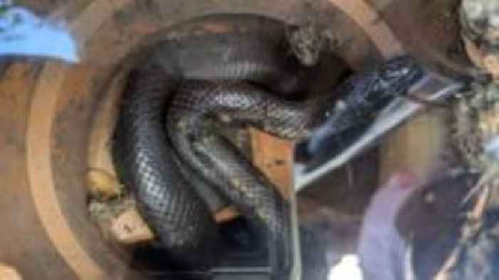 Snake in a drain rescued after getting sssss-stuck