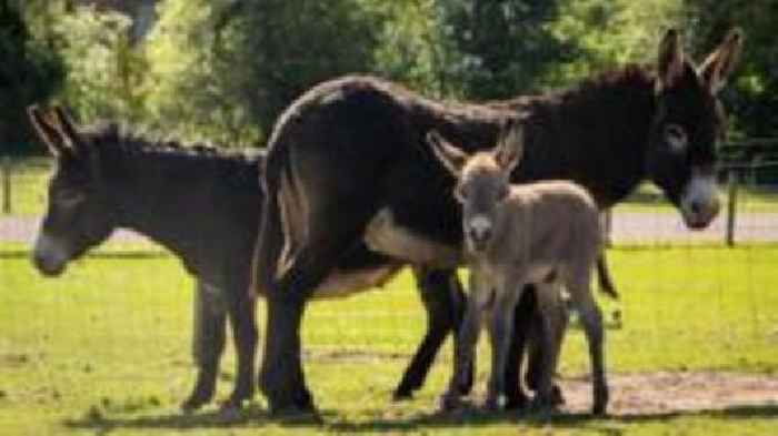 Donkey has two mums after 'one in a million' birth