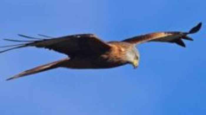 Two poisoned Red Kites found dead in Castle Douglas