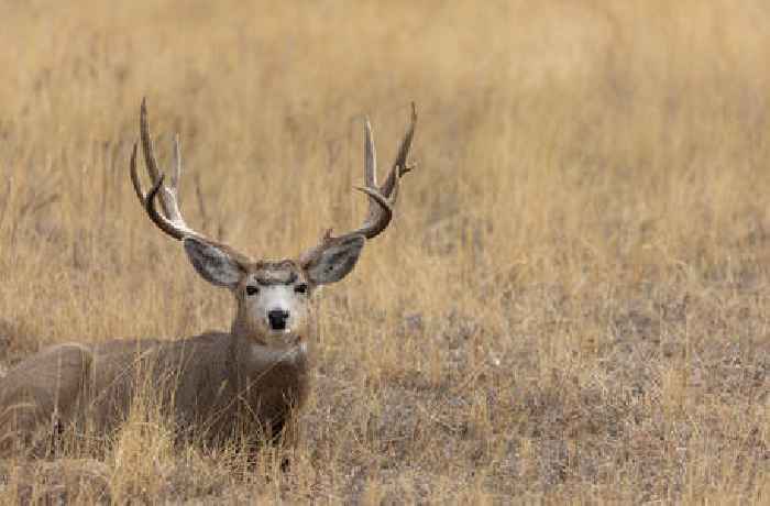Good luck guessing Yosemite’s most dangerous animal
