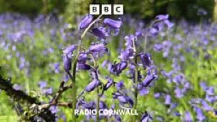 It's a great year for the bluebells in Bodmin