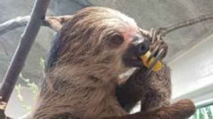 Zoo hopes to grow sloth family with new arrival