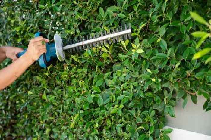 Bank holiday gardeners face prison and unlimited fine for cutting hedges