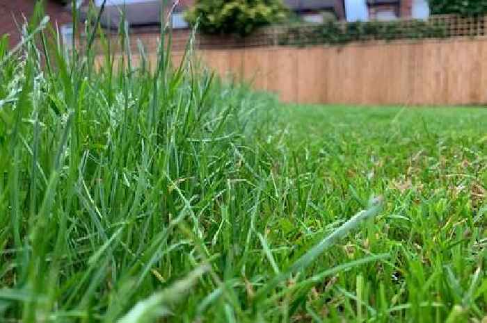 Common mistake gardeners should avoid when they're mowing their lawns